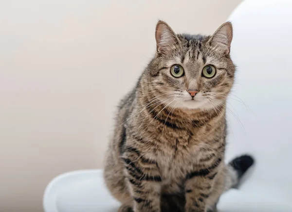 Porträt Einer Großen Gestromten Katze Auf Dem Boden Sitzend Blick — Stockfoto