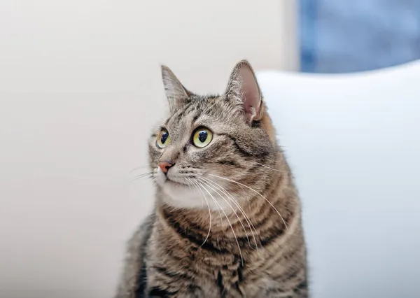 大きなタビー猫の肖像画 床に座って 目を離して — ストック写真