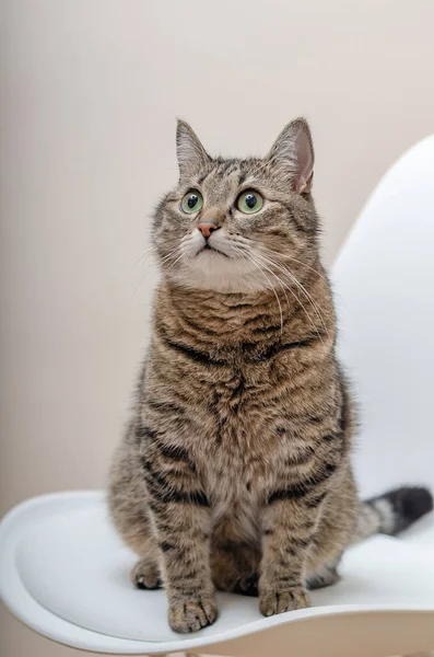 Porträt Einer Großen Gestromten Katze Sitzen Wegschauen Nahaufnahme — Stockfoto