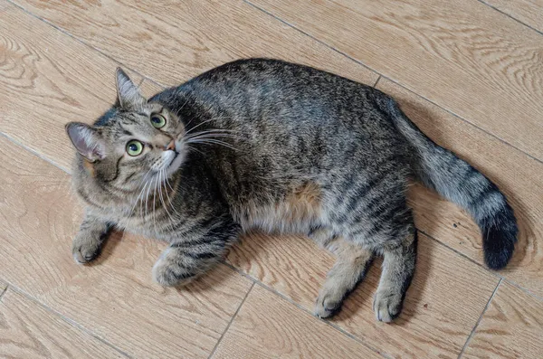 猫は床に横たわっている リラックス — ストック写真
