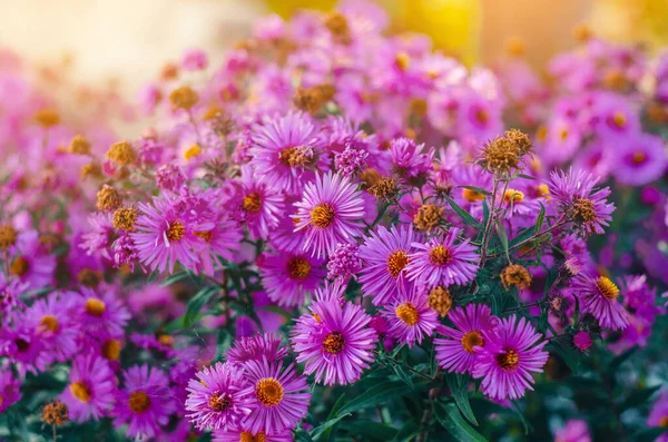 Purple Aster Flowers Rays Evening Sun — Stock Photo, Image