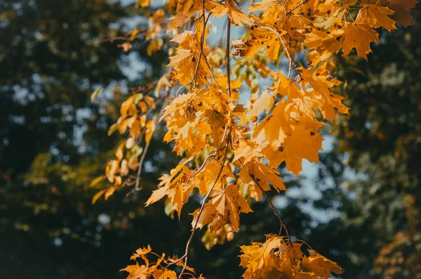 Bright Yellowed Maple Leaves Background Blue Sky Fall Background Ecological — Stock Photo, Image