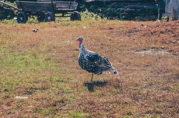 Large Turkey Village Yard Poultry Old Cart — Stock Photo, Image