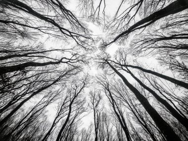 Ağaçların dalları arasından gökyüzüne bak. Yapraksız kış ormanı. Alt görünüm arka plan. Mistik fotoğraf.
