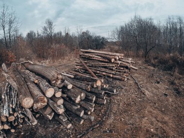 Sonbahar ormanının ortasında devrilmiş ağaç gövdeleri. Günlük Kaydı.