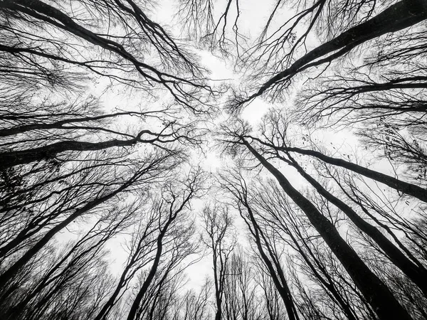 Ağaçların dalları arasından gökyüzüne bak. Yapraksız kış ormanı. Alt görünüm arka plan. Mistik fotoğraf.