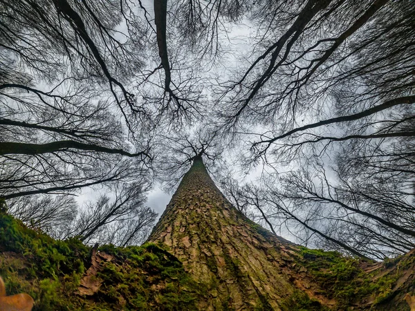 Gökyüzünde Büyüyen Uzun Ağaç Alt Perspektiften Bak Yosun Kökleri Sarar — Stok fotoğraf