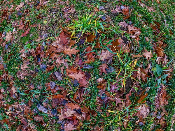 Зеленая Трава Покрыта Опавшими Осенними Листьями Клена Дуба Поверхность Осенней — стоковое фото