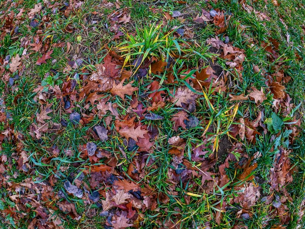 Herbe Verte Est Recouverte Feuilles Érable Chêne Tombées Automne Surface — Photo