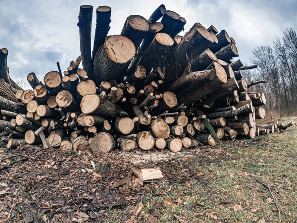 Pile Bois Chauffage Sur Bord Forêt Après Abattage Des Arbres — Photo