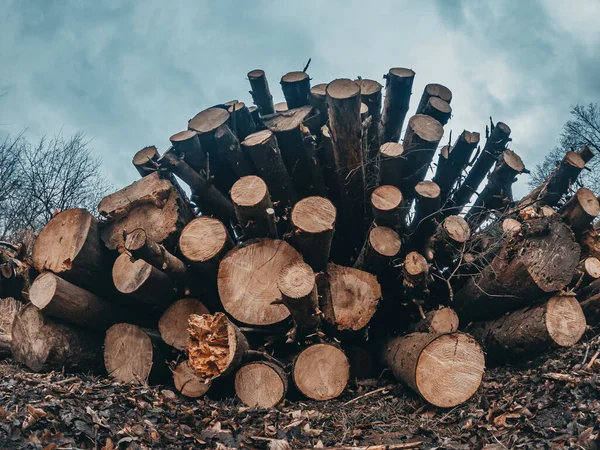 Montón Madera Cortada Rebanadas Troncos Cerca Cielos Nublados — Foto de Stock