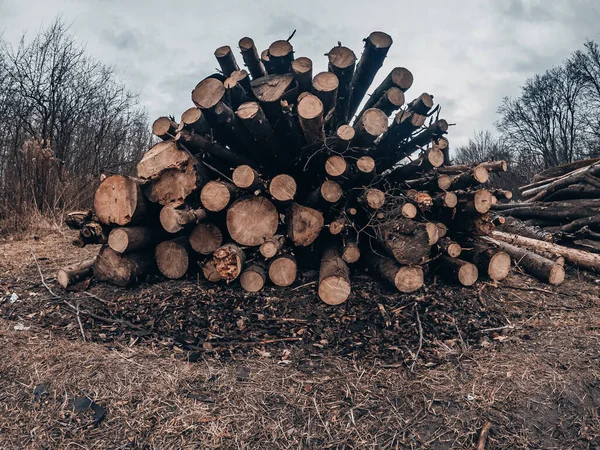 Срубленные Стволы Деревьев Укладываются Большую Кучу Зимний Лес Фоне Облачного — стоковое фото
