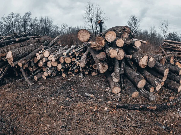 Taze Kesilmiş Ağaç Gövdeleri Sıraya Dizilir Ormanların Yok Edilmesi Ekolojik — Stok fotoğraf