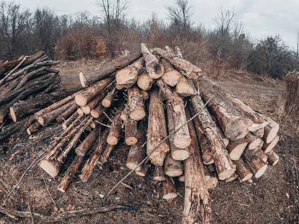 Les Arbres Abattus Sont Empilés Vue Latérale Fond Forêt Automne — Photo