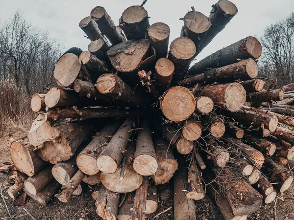 Příprava Zimu Banner Nebo Panorama Kácení Lese Těžba Dřeva Podzimním — Stock fotografie