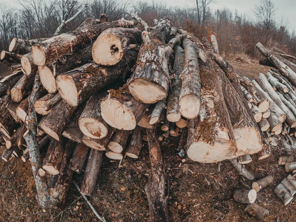Čerstvě Vysekané Kmeny Stromů Jsou Uspořádány Řadě Odlesňování Ekologické Problémy — Stock fotografie