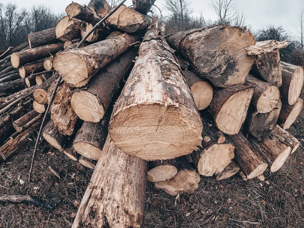 Dřevěné Textury Řezaných Kmenů Stromů Zblízka — Stock fotografie