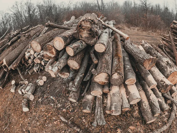Arbres Abattus Lisière Forêt Des Branches Éparpillées Problèmes Déforestation — Photo