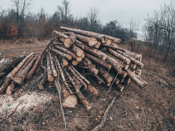 森の端に木が落ちた 散在する枝 森林破壊の問題 — ストック写真