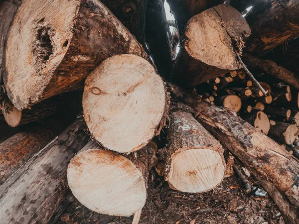 Kusy Stromů Zavírají Dřevěné Pozadí — Stock fotografie