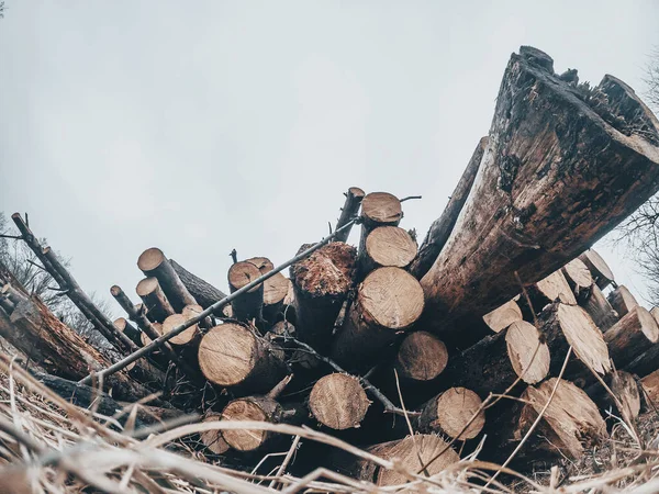 Příprava Zimu Banner Nebo Panorama Kácení Lese Těžba Dřeva Podzimním — Stock fotografie