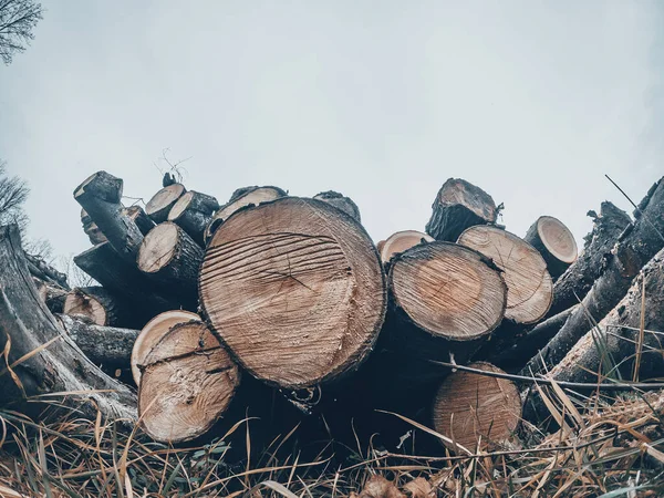 木の幹のスライスを閉じます 木材の伐採のバナーやパノラマ 寒い冬の空 — ストック写真
