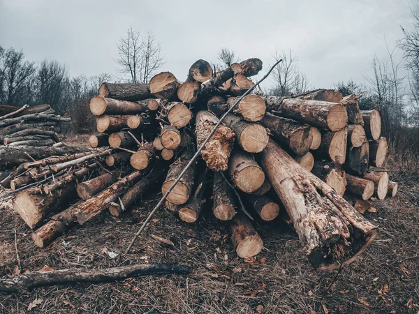 Pile Firewood Edge Forest Felling Trees Freshly Cut Logs Stacked — Stock Photo, Image