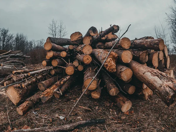 Hromada Dříví Okraji Lesa Pokácení Stromů Čerstvě Řezané Klády Jsou — Stock fotografie