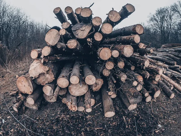 Hromada Dříví Okraji Lesa Pokácení Stromů Čerstvě Řezané Klády Jsou — Stock fotografie