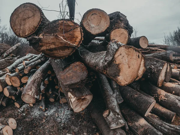 Montón Madera Cortada Rebanadas Troncos Cerca Cielos Nublados — Foto de Stock