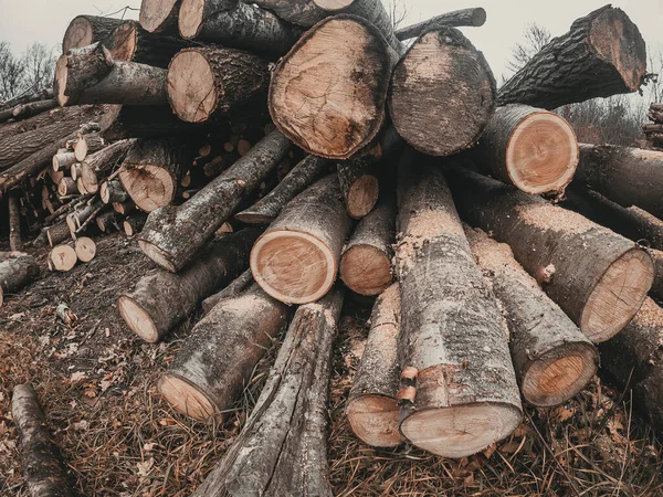 Uma Pilha Madeira Cortada Fatias Troncos Close Céu Nublado — Fotografia de Stock