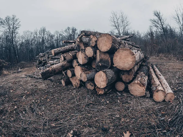 准备过冬在森林中伐木的横幅或全景 秋天森林中的木材砍伐 — 图库照片