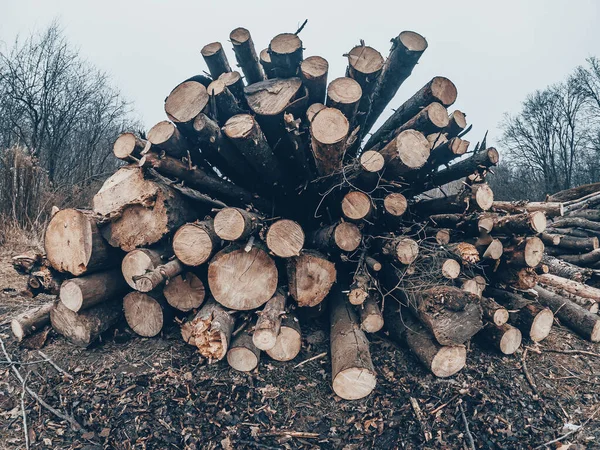 Prépare Pour Hiver Bannière Panorama Exploitation Forestière Dans Les Bois — Photo