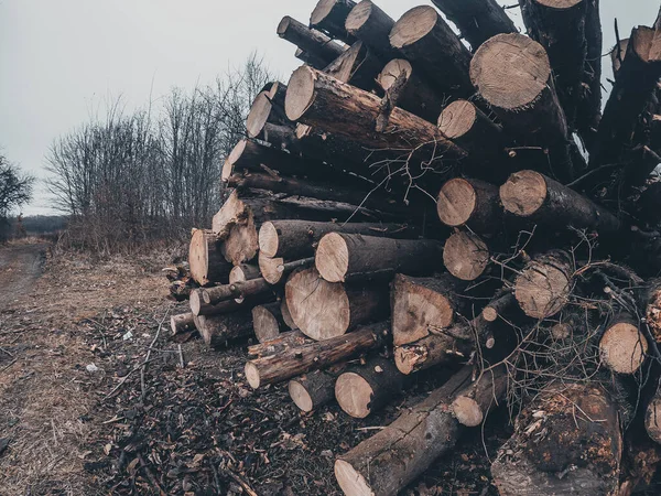 Prépare Pour Hiver Bannière Panorama Exploitation Forestière Dans Les Bois — Photo