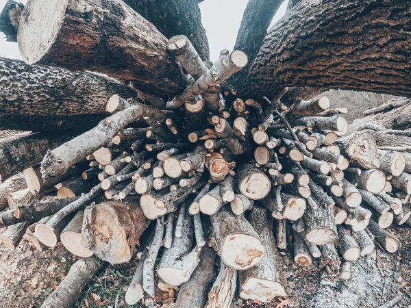 Kusy Stromů Zavírají Dřevěné Pozadí — Stock fotografie
