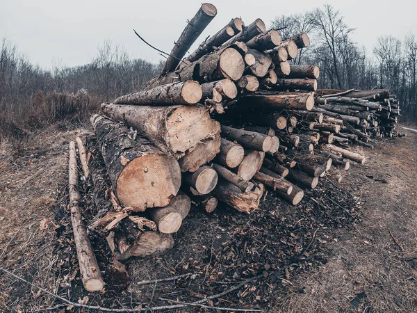 Les Arbres Abattus Composent Vue Latérale Fond Forêt Automne — Photo