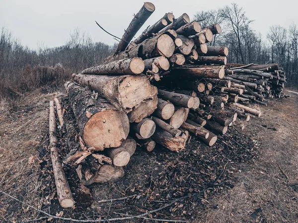 Gli Alberi Abbattuti Fanno Pace Vista Laterale Autunno Sfondo Foresta — Foto Stock