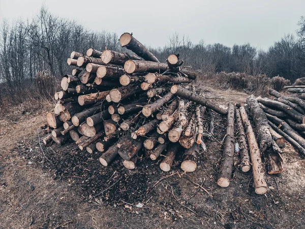 Skáceli Stromy Kraji Lesa Roztroušené Větve Problémy Odlesňováním — Stock fotografie