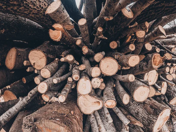 冬の準備だ バナーや森の中でログのパノラマ 秋の森の中の木の伐採 — ストック写真