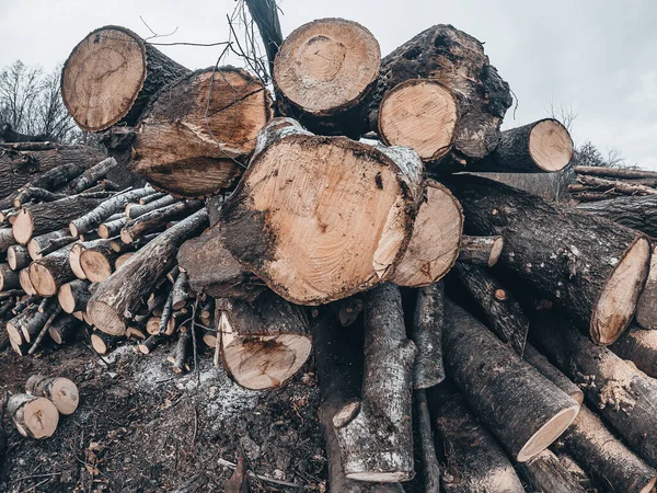 Les Troncs Arbres Fraîchement Coupés Sont Disposés Tas Déforestation Problèmes — Photo