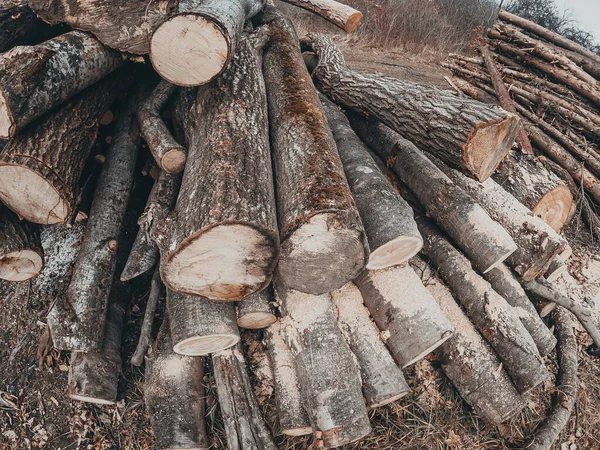 Vue Dessus Tas Bois Coupé Déforestation Aménagement Forêt — Photo