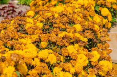 Parlak aksanlı güzel bir sonbahar ekran koruyucu. Kurumuş çiçeklerin yanında çiçek açan sarı kasımpatılar