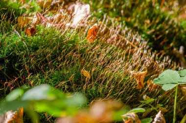 Düşen sarı sonbahar yaprakları arasında küçük yosun filizleri.