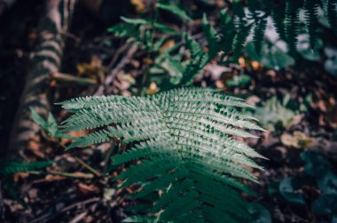 Yeşil eğrelti otu yaprağının üzerindeki gölge