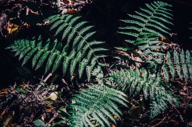 Kuru yaprakların arasında yeşil eğrelti otu çalısı.