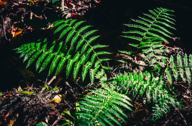 Kuru yaprakların arasında yeşil eğrelti otu çalısı.