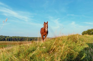 Mavi gökyüzünün altındaki yeşil ormanın arka planında kahverengi at. Güzel kırsal alan.