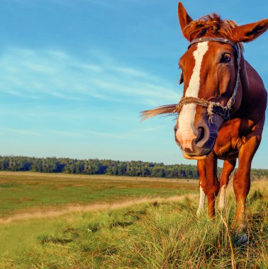 Mavi gökyüzünün altındaki yeşil ormanın arka planında kahverengi at. Güzel kırsal alan. Yakın plan..