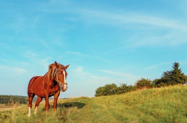 Mavi gökyüzünün altındaki yeşil ormanın arka planında kahverengi at. Güzel kırsal alan.