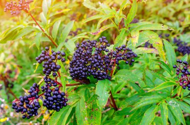 Tarlada böğürtlen. Zarar görmüş yapraklar. Bahçıvanlık sorunları.